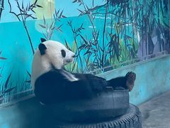 -石家庄市动物园