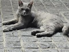 -猫岛主趣味餐厅(鼓浪屿店)
