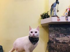 -猫色咖啡·猫咖