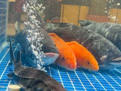 -许爷家·生态湖鲜(徐汇日月光店)