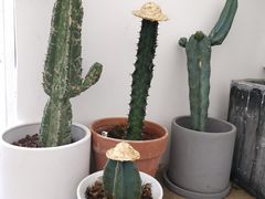 -收获咖啡HARVEST RESERVE(苍山店)
