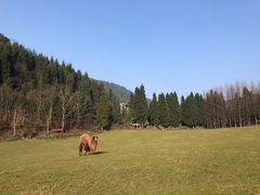 -武陵山森林公园