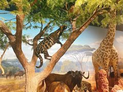 -陕西自然博物馆