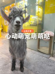 -神奇动物撸宠馆·羊驼·小浣熊·异宠(豫园店)