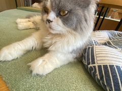 -CAT’S MEWSTAR CAFE·喵星球猫屋(晴湾咖啡店)