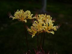 -白塘生态植物园