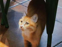 -清真·七祺祥面片手抓羊肉(瑞德店)