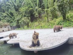 -贵州森林野生动物园