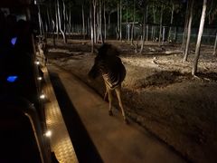 -清迈夜间动物园