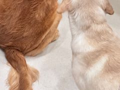 -共舞时光猫咖·狗咖(新街口店)
