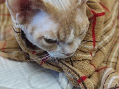 -北京观赏动物医院·24小时大型综合·猫专科·异宠专科