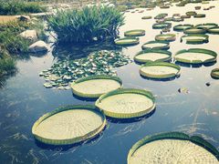 -荷塘月色湿地公园·向阳花洲