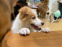 -共舞时光猫咖·狗咖(新街口店)