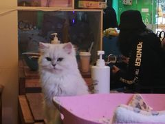 -李小姐の猫咖啡馆(五角场店)