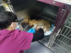 -宠颐生斯嘉宠物医院·急重症·心内科(谷阳北路分院)