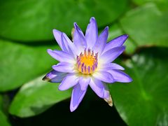 -国家植物园南园