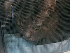 -四月宠物医院·猫专科·心脏专科·内科(转塘店)