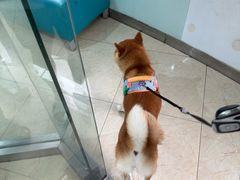 -瑞派申生动物医院·24H夜诊·国际动物医疗中心·骨外科(吴中路店)