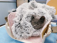-纳吉亚猫专科动物诊疗中心(蒋宅口分院)