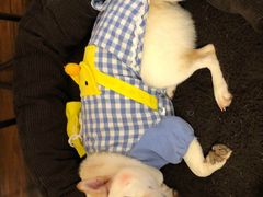 -豆柴町-柴犬主题狗咖(红鼎国际C座店)