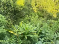 -西双版纳原始森林公园