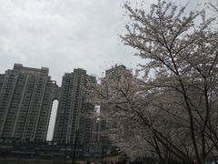 -西北湖绿化广场
