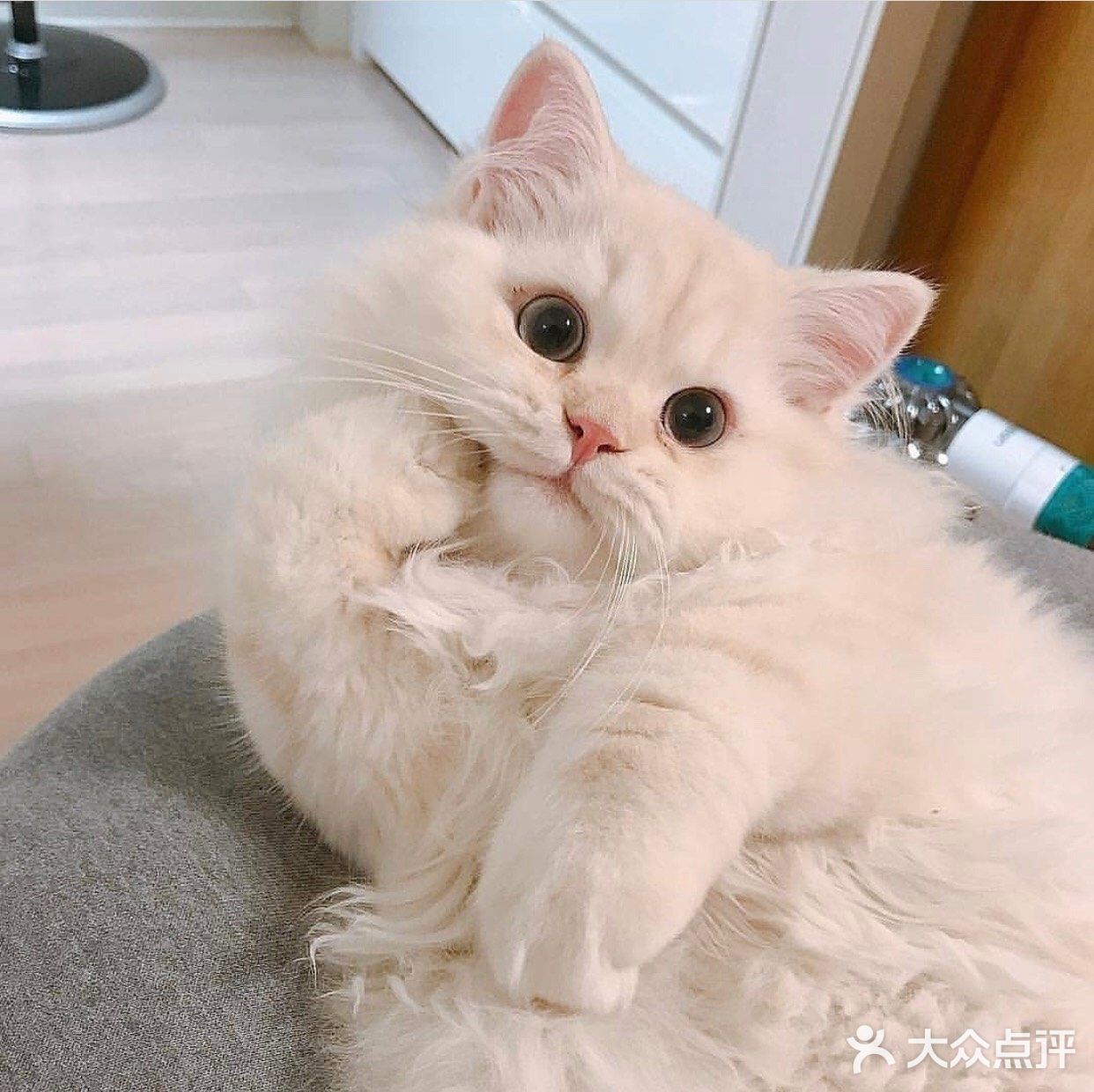 猫大人也需要日常训练!