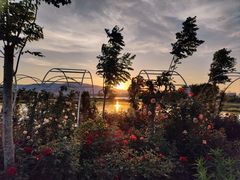 -五甲塘生态湿地公园