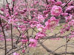 -杭州植物园