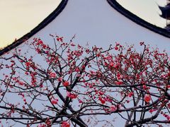 -红梅公园
