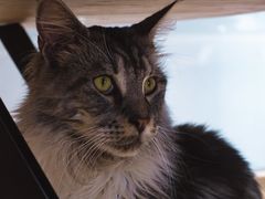 -瞄一喵猫咖(格力海岸店)