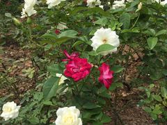 -人民公园(罗湖区)