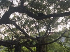 -小洲村
