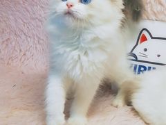 -十年猫舍·猫咪专门店(普陀店)