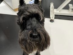 -Oh My Dog宠物沙龙(伊珊娜皮毛护理店)