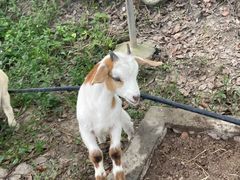 -马陆小张葡萄园农家乐