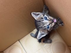 -乐派堂宠物医院·猫友好· 心脏科(东街店)