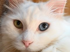 -有猫主题·治愈系猫咖(曾厝垵店)