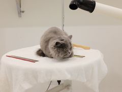 -momokira米努特·德文卷毛猫·棉花面纱犬