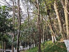 -杭州半山国家森林公园