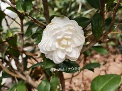 -中山市树木园