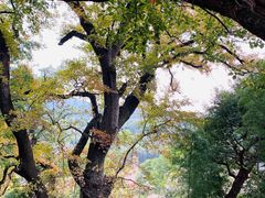 -塔川景区