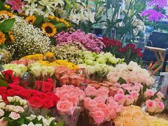 -曲阳花鸟市场(曲阳路店)