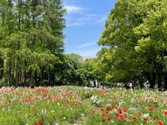 -上海共青森林公园