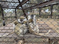 -合肥野生动物园
