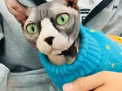 -糯米喵星人·撸猫猫舍咖啡馆(西市场嘉华店)
