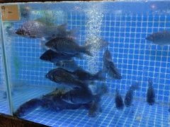 -壹只菜·崇明本地特色菜(崇明南门店)