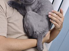 -纳吉亚猫专科动物诊疗中心(蒋宅口分院)