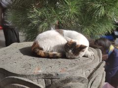 -龙华素斋(龙华路店)