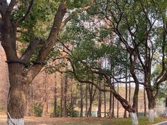 -昆山城市生态森林公园